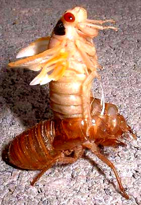 periodical cicada emerging from exoskelton
