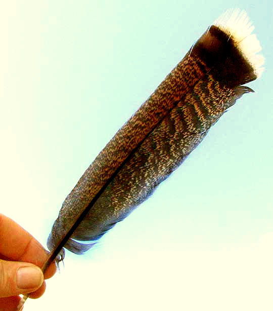 feather of Wild Turkey