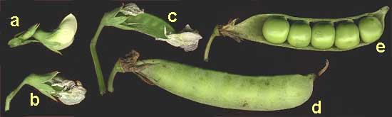 pea pod development