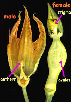 squash flowers, male and female