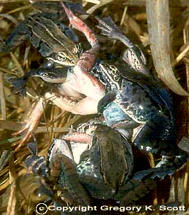 Woodfrogs selama amplexus, hak cipta gambar oleh Greg Scott