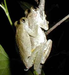 lih.  Squirrel Treefrog, Hyla squirella, foto oleh Karen Wise of Kingston, Mississippi