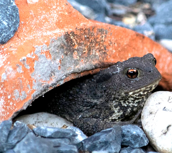 Common Toad, Bufo bufo; image by Paul van de Velde in the Netherlands