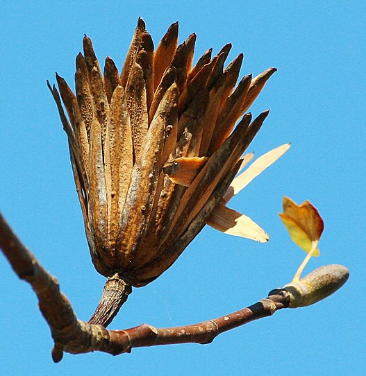 Liriodendron tulipifera aggregate fruit from samaras; image courtesy of James DeMers of Virginia and Wikimedia Commons