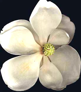 Flower of Southern Magnolia, Magnolia grandiflora