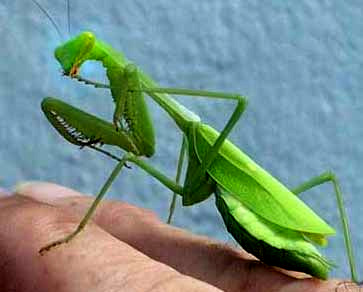 STAGMOMANTIS LIMBATA, the Bordered or Arizona Mantis