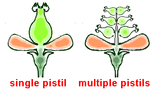 flower diagram showing blossom with one pistil and blossom with several pistils