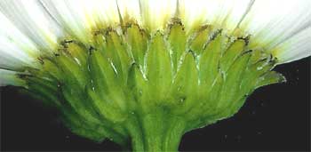 Involucral bracts, or phyllaries, of Chrysanthemum flower