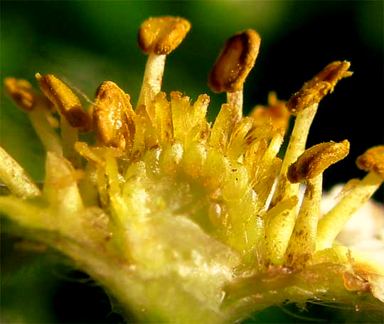 Strawberry flower broken apart showing multiple pistils