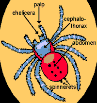 spider anatomy