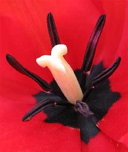 inside a tulip blossom