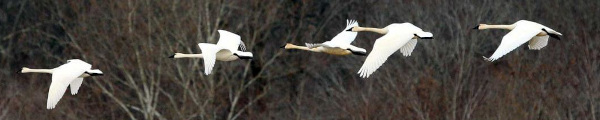 Tundra Swan, Cygnus columbianus, at Tennessee National Wildlife Refuge; photo courtesy of US Fish & Wildlife Service