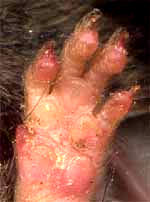 Foot of White-footed Mouse, Peromyscus leucopus