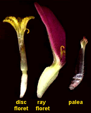 disk flower, ray flower and chaffy scale of Zinnia flower-head