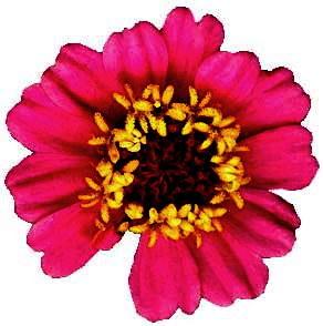 Zinnia flower, Zinnia angustifolia