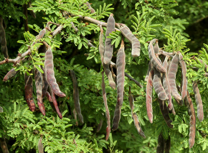 Twisted Acacia, VACHELLIA (ACACIA) SCHAFFNERI, legume