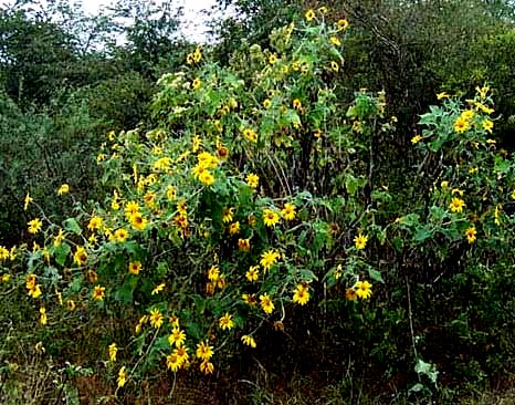 Acahual, TITHONIA TUBAEFORMIS