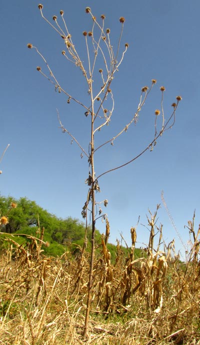 Acahual, TITHONIA TUBAEFORMIS, dried-out, dead body in March