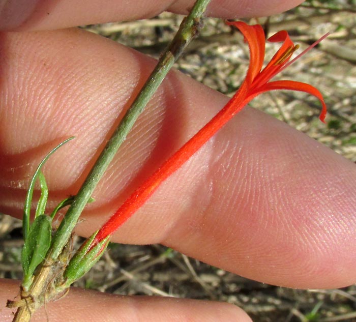 Flame Acanthus, ANISACANTHUS QUADRIFIDUS, flower