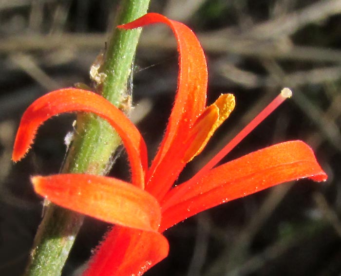 Flame Acanthus, ANISACANTHUS QUADRIFIDUS, flower close-up showing anthers