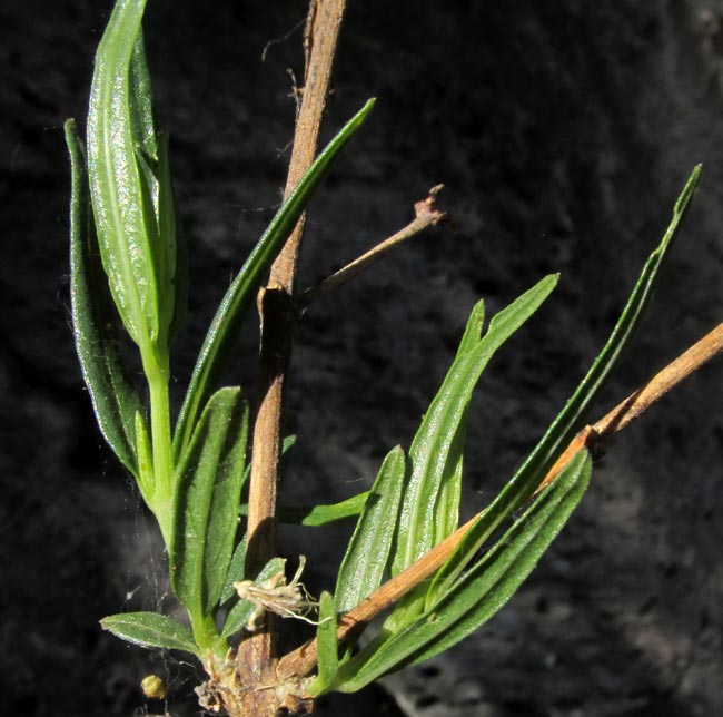 Flame Acanthus, ANISACANTHUS QUADRIFIDUS, young leaves on new sprouts