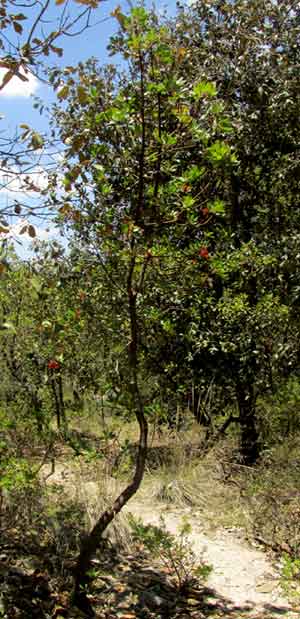 Madrone, ARBUTUS TESSELLATA, tree form in habitat