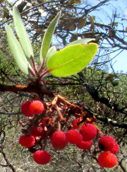 Madrone, ARBUTUS TESSELLATA, fruits