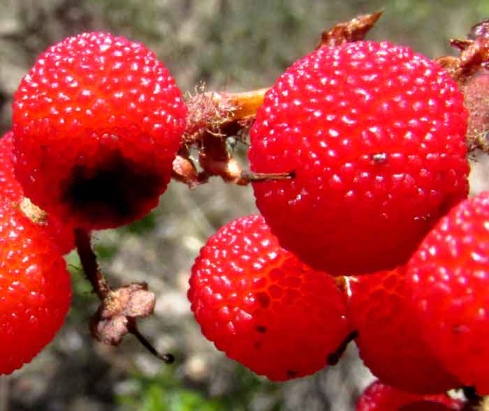 Madrone, ARBUTUS TESSELLATA, fruits close up showing tubercles