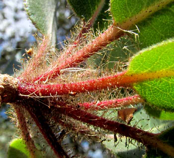 Madrone, ARBUTUS TESSELLATA, glandular hairy petioles