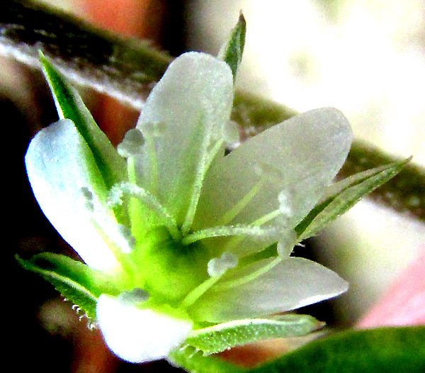 Spreading Sandwort, ARENARIA LANUGINOSA, flower from front