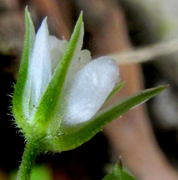 Spreading Sandwort, ARENARIA LANUGINOSA, flower from side