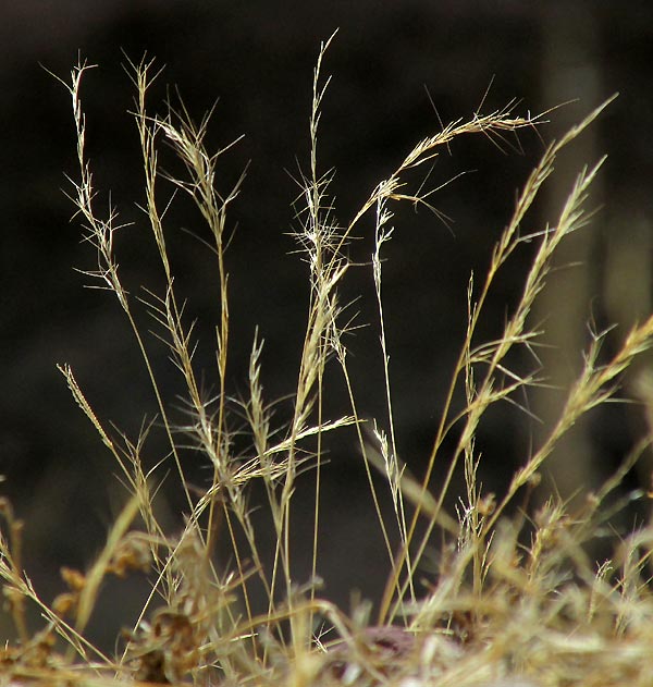 Purple Three-awn Grass, ARISTIDA PURPUREA