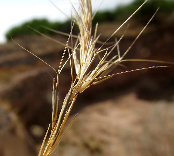 Purple Three-awn Grass, ARISTIDA PURPUREA, spikelet with mature caryopsis