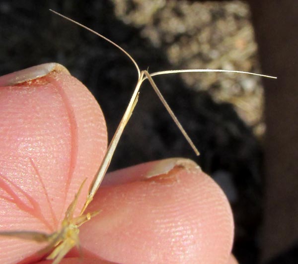 Purple Three-awn Grass, ARISTIDA PURPUREA, spikelet with finger