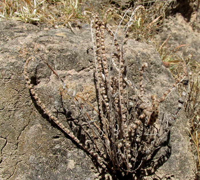 Hybrid Cloakfern, ASTROLEPIS INTEGERRIMA, in habitat