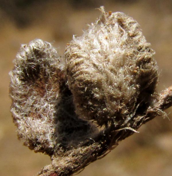 Hybrid Cloakfern, ASTROLEPIS INTEGERRIMA, dry-season shriveled and brittle