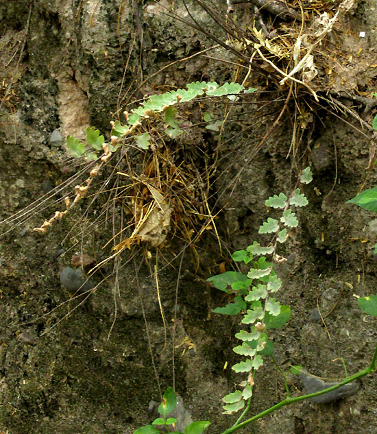 Hybrid Cloakfern, ASTROLEPIS INTEGERRIMA, fronds expanded after first rain