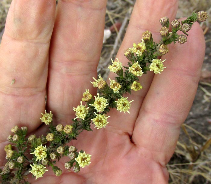 Yerba de Pasmo, BACCHARIS PTERONIOIDES, flowering stem