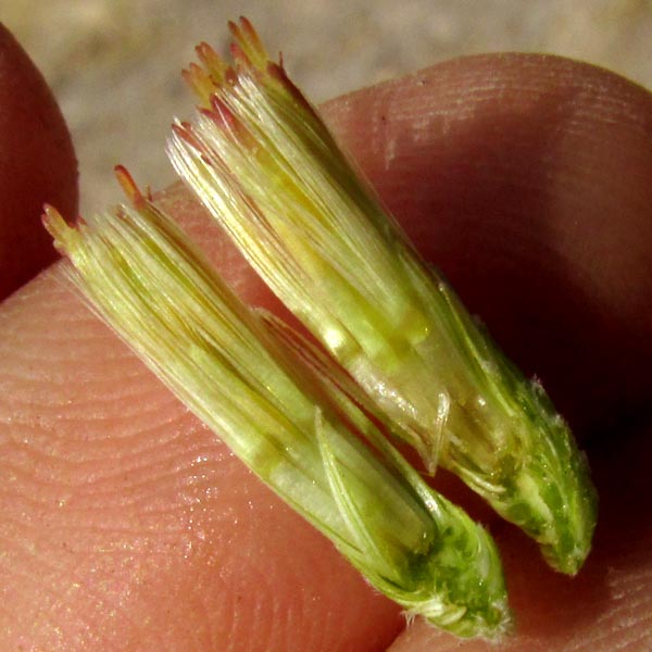 Yerba de Pasmo, BACCHARIS PTERONIOIDES, split open flowering head 