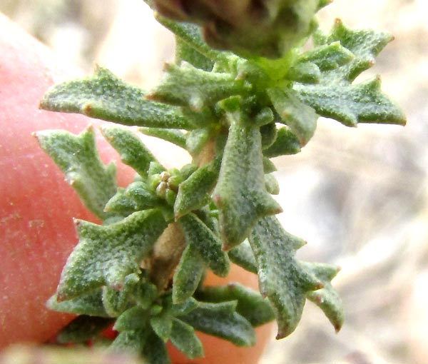 Yerba de Pasmo, BACCHARIS PTERONIOIDES, leaves 