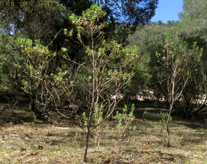 Yerba de Pasmo, BACCHARIS PTERONIOIDES, erect bush habit 