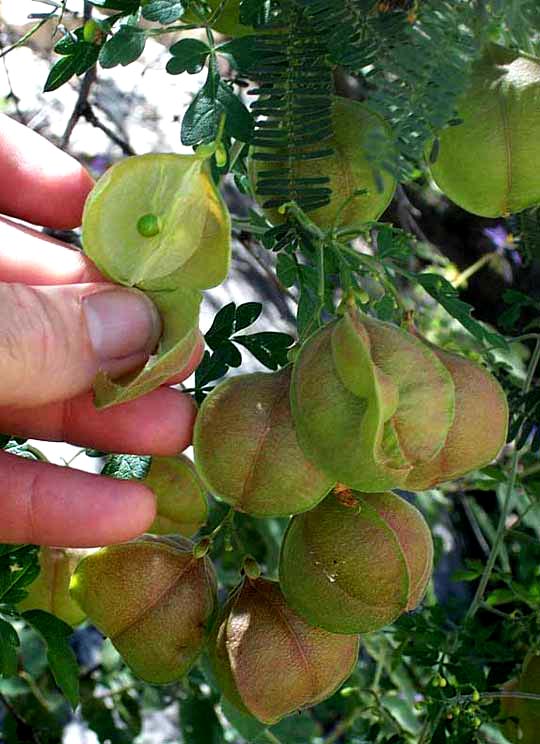 CARDIOSPERMUM HALICACABUM, Balloon-vine