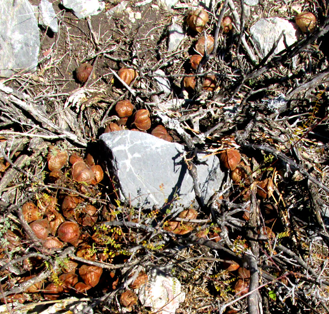 CARDIOSPERMUM HALICACABUM, Balloon-vine, pile of brown capsules looking like burro poop