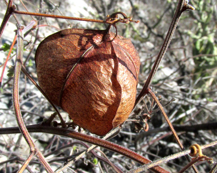 CARDIOSPERMUM HALICACABUM, Balloon-vine, late-season, brown capsule hanging on vine