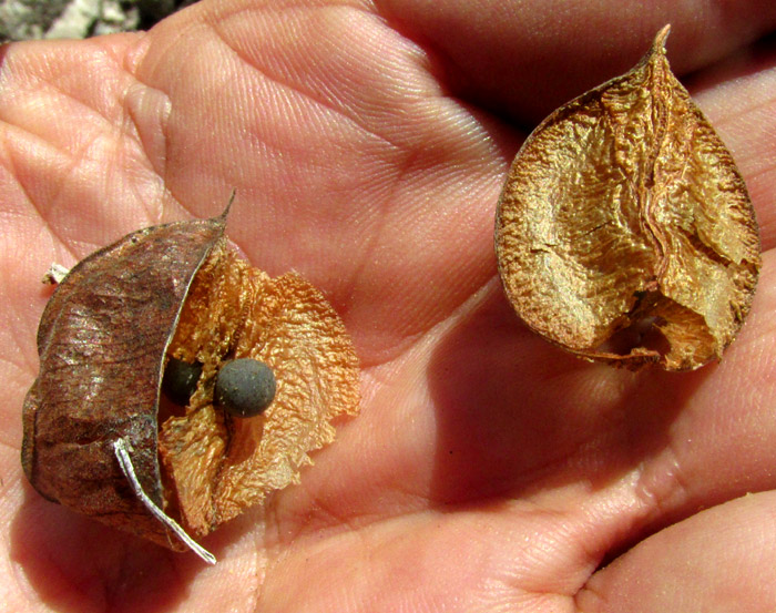 CARDIOSPERMUM HALICACABUM, Balloon-vine, capsule broken apart to show partitions and black seed