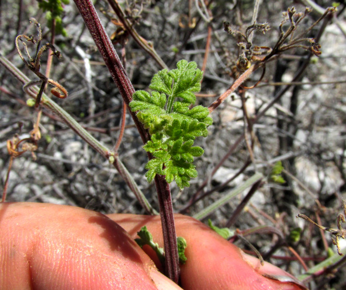 CARDIOSPERMUM HALICACABUM, Balloon-vine, new biternately compound leaves emerging