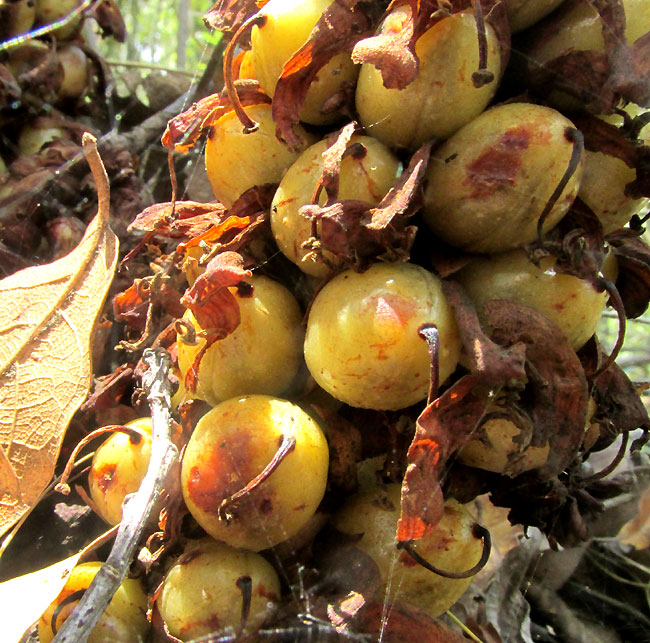 Bear Corn, CONOPHOLIOS ALPINA, close-up of fruits