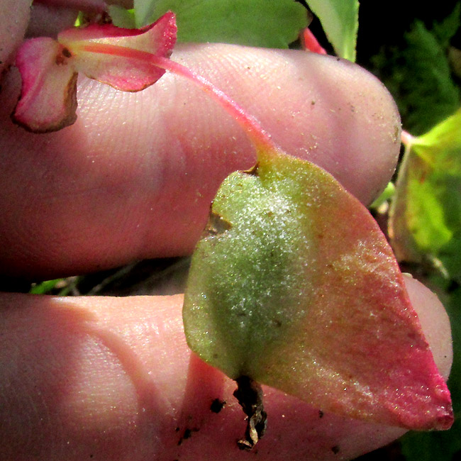 Hollyhock Begonia, BEGONIA GRACILIS, fruit