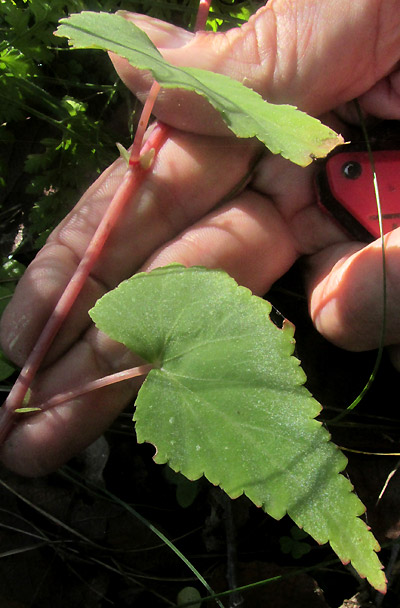 Hollyhock Begonia, BEGONIA GRACILIS, leaves