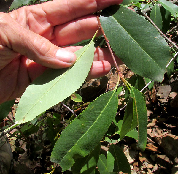 Black Cherry, PRUNUS SEROTINA ssp. capuli, leaves